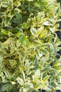 Golden Oakland Holly - 3 Gallon Pot -SHRUBS and BUSHES Shop Holly Golden Oakland 1