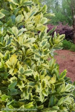 Golden Oakland Holly - 3 Gallon Pot -SHRUBS and BUSHES Shop Holly Golden Oakland 2