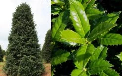 Mary Nell Holly - 1 Gallon Pot 13 Mary Nell Holly - 1 Gallon Pot -SHRUBS and BUSHES Shop Holly Mary Nell