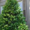 Mary Nell Holly - 1 Gallon Pot -SHRUBS and BUSHES Shop Holly Mary Nell 500x750 1