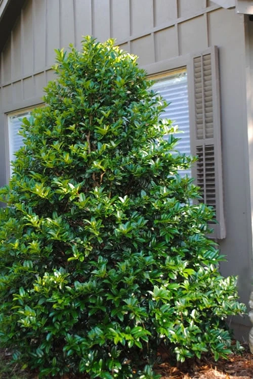 Mary Nell Holly - 1 Gallon Pot 3 Mary Nell Holly - 1 Gallon Pot