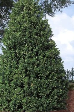 Oakland Holly - 3 Gallon Pot -SHRUBS and BUSHES Shop Holly Oakland 11