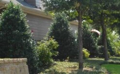 Oakland Holly - 3 Gallon Pot -SHRUBS and BUSHES Shop Holly Oakland 13