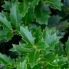 Oakland Holly - 3 Gallon Pot -SHRUBS and BUSHES Shop Holly Oakland 14