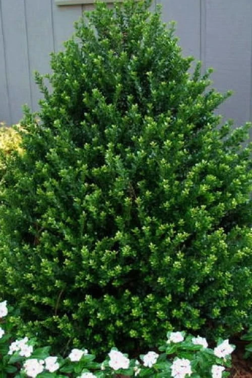 Pyramidal Compacta Japanese Holly - 3 Gallon Pot 3 Pyramidal Compacta Japanese Holly - 3 Gallon Pot