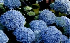 Big Daddy Hydrangea - 3 Gallon Pot -SHRUBS and BUSHES Shop Hydrangea Big Daddy