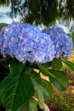 Big Daddy Hydrangea - 3 Gallon Pot -SHRUBS and BUSHES Shop Hydrangea Big Daddy 500x750 1