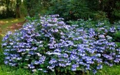Blue Wave Lacecap Hydrangea - 3 Gallon Pot -SHRUBS and BUSHES Shop Hydrangea Blue Wave 2