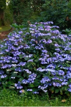 Blue Wave Lacecap Hydrangea - 3 Gallon Pot -SHRUBS and BUSHES Shop Hydrangea Blue Wave 3