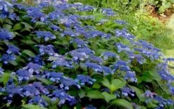Bluebird Hydrangea - 3 Gallon Pot -SHRUBS and BUSHES Shop Hydrangea Bluebird 3