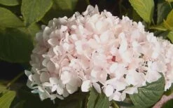 Blushing Bride Endless Summer Hydrangea - 3 Gallon Pot -SHRUBS and BUSHES Shop Hydrangea Blushing Bride 2 1