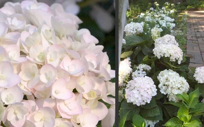 Blushing Bride Endless Summer Hydrangea - 2 Gallon Pot 7 Blushing Bride Endless Summer Hydrangea - 2 Gallon Pot - Image 5
