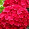 Cardinal Red Hydrangea - 3 Gallon Pot 2 Cardinal Red Hydrangea - 3 Gallon Pot -SHRUBS and BUSHES Shop Hydrangea Cardinal Red BS