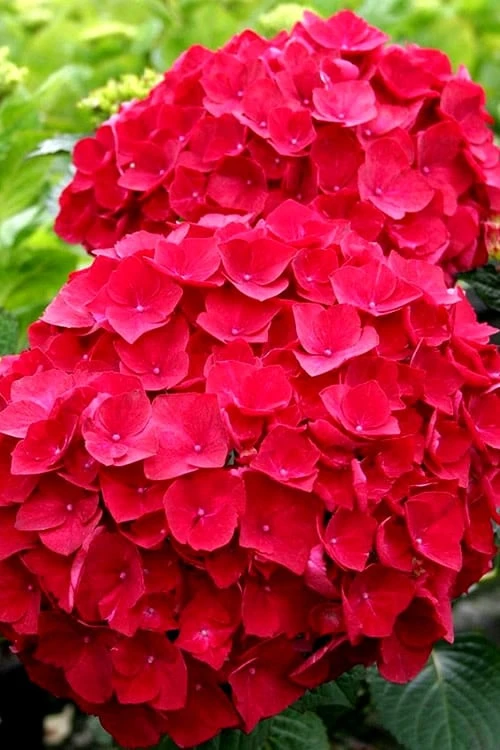 Cardinal Red Hydrangea - 3 Gallon Pot 3 Cardinal Red Hydrangea - 3 Gallon Pot