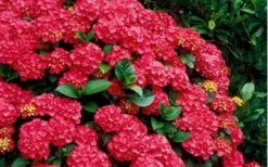 Cardinal Red Hydrangea - 3 Gallon Pot 11 Cardinal Red Hydrangea - 3 Gallon Pot -SHRUBS and BUSHES Shop Hydrangea Cardinal Shrub In Bloom