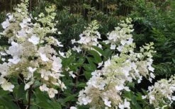 Kyushu Hydrangea - 3 Gallon Pot -SHRUBS and BUSHES Shop Hydrangea Chantilly Lace 1