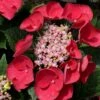 Cherry Explosion Hydrangea - 3 Gallon Pot -SHRUBS and BUSHES Shop Hydrangea Cherry Explosion 1
