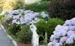 Dear Dolores Hydrangea - 3 Gallon Pot -SHRUBS and BUSHES Shop Hydrangea Dear Dolores Garden Planting