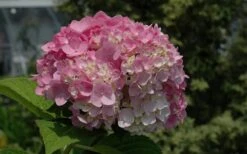Dear Dolores Hydrangea - 3 Gallon Pot -SHRUBS and BUSHES Shop Hydrangea Dear Dolores Pink