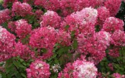 Diamond Rouge Hydrangea - 3 Gallon Pot -SHRUBS and BUSHES Shop Hydrangea Diamond Rouge 7