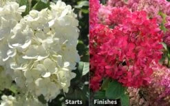 Diamond Rouge Hydrangea - 3 Gallon Pot -SHRUBS and BUSHES Shop Hydrangea Diamond Rouge 8