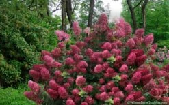 Diamond Rouge Hydrangea - 3 Gallon Pot -SHRUBS and BUSHES Shop Hydrangea Diamond Rouge5