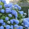Endless Summer Hydrangea Original - 1 Gallon Pot -SHRUBS and BUSHES Shop Hydrangea Endless Summer 500x750 2