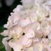 Blushing Bride Endless Summer Hydrangea - 2 Gallon Pot -SHRUBS and BUSHES Shop Hydrangea Endless Summer Blushing Bride 500x750 1