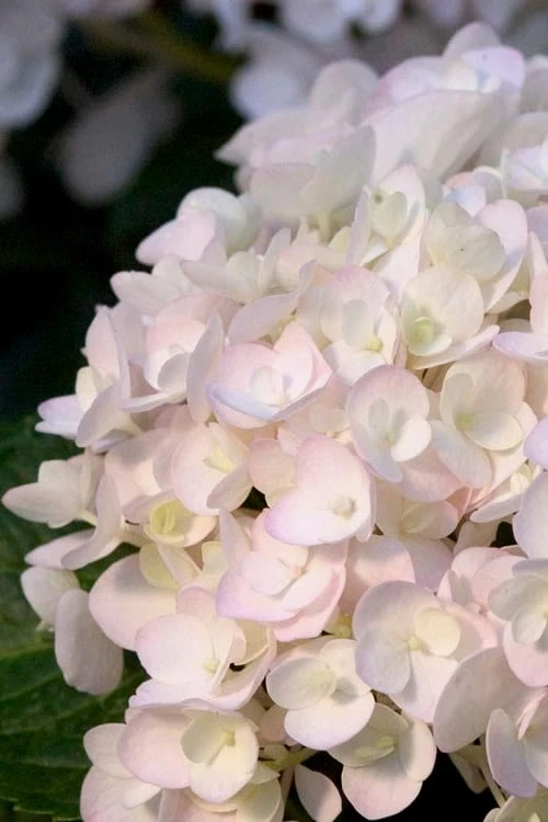 Blushing Bride Endless Summer Hydrangea - 2 Gallon Pot 3 Blushing Bride Endless Summer Hydrangea - 2 Gallon Pot