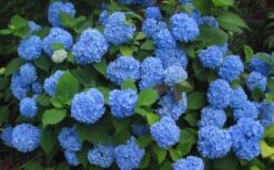 Endless Summer Hydrangea Original - 3 Gallon Pot -SHRUBS and BUSHES Shop Hydrangea Endless Summer Closeup 3