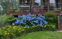 Nantucket Blue Hydrangea - 3 Gallon Pot -SHRUBS and BUSHES Shop Hydrangea Endless Summer Landscape 3