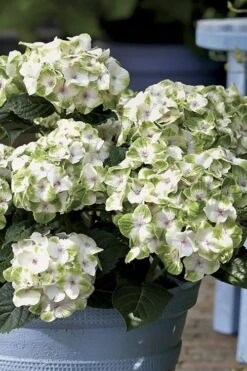 Everlasting Noblesse Hydrangea - 3 Gallon Pot 10 Everlasting Noblesse Hydrangea - 3 Gallon Pot -SHRUBS and BUSHES Shop Hydrangea Everlasting Noblesse 1