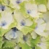 Everlasting Noblesse Hydrangea - 3 Gallon Pot 2 Everlasting Noblesse Hydrangea - 3 Gallon Pot -SHRUBS and BUSHES Shop Hydrangea Everlasting Noblesse 2