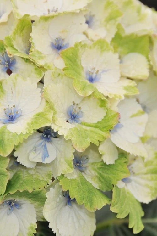 Everlasting Noblesse Hydrangea - 3 Gallon Pot 3 Everlasting Noblesse Hydrangea - 3 Gallon Pot