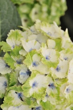 Everlasting Noblesse Hydrangea - 3 Gallon Pot 11 Everlasting Noblesse Hydrangea - 3 Gallon Pot -SHRUBS and BUSHES Shop Hydrangea Everlasting Noblesse 3