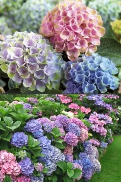 Everlasting Revolution Hydrangea - 1 Gallon Pot -SHRUBS and BUSHES Shop Hydrangea Everlasting Revolution 2