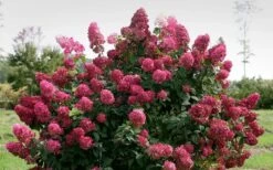 Fire Light Hydrangea - 3 Gallon Pot -SHRUBS and BUSHES Shop Hydrangea Fire Light 1