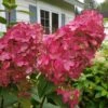 Fire Light Hydrangea - 3 Gallon Pot 2 Fire Light Hydrangea - 3 Gallon Pot -SHRUBS and BUSHES Shop Hydrangea Fire Light 3