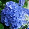 Glory Blue Hydrangea - 3 Gallon Pot -SHRUBS and BUSHES Shop Hydrangea Glory Blue 10