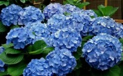 Glory Blue Hydrangea - 3 Gallon Pot -SHRUBS and BUSHES Shop Hydrangea Glory Blue 11