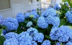 Nikko Blue Hydrangea - 1 Gallon Pot -SHRUBS and BUSHES Shop Hydrangea Glory Blue Shrub 2