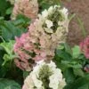 Jetstream Oakleaf Hydrangea - 3 Gallon Pot -SHRUBS and BUSHES Shop Hydrangea Jetstream