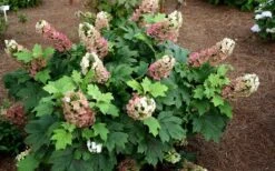 Jetstream Oakleaf Hydrangea - 3 Gallon Pot -SHRUBS and BUSHES Shop Hydrangea Jetstream 5
