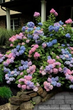 L.A. Dreamin Hydrangea - 3 Gallon Pot -SHRUBS and BUSHES Shop Hydrangea LA Dreamin 5 1