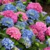 L.A. Dreamin Hydrangea - 3 Gallon Pot -SHRUBS and BUSHES Shop Hydrangea LA Dreamin 500x750 2