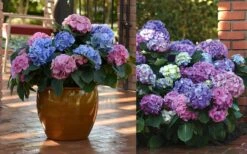 L.A. Dreamin' Hydrangea - 2 Gallon Pot -SHRUBS and BUSHES Shop Hydrangea LA Dreamin Blooms 2