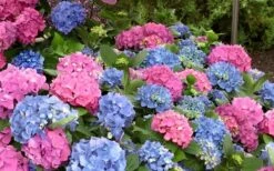 L.A. Dreamin' Hydrangea - 2 Gallon Pot -SHRUBS and BUSHES Shop Hydrangea LA Dreamin Blooms