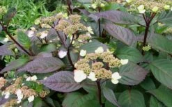 Lady In Red Hydrangea - 3 Gallon Pot 13 Lady In Red Hydrangea - 3 Gallon Pot -SHRUBS and BUSHES Shop Hydrangea Lady In Red Budded