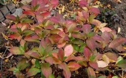 Lady In Red Hydrangea - 3 Gallon Pot 15 Lady In Red Hydrangea - 3 Gallon Pot -SHRUBS and BUSHES Shop Hydrangea Lady In Red Fall Foliage Leaf Color
