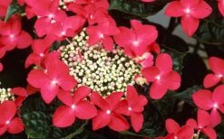 Lady In Red Hydrangea - 3 Gallon Pot 12 Lady In Red Hydrangea - 3 Gallon Pot -SHRUBS and BUSHES Shop Hydrangea Lady In Red Flower Closeup